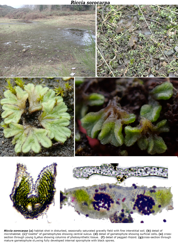 Riccia sorocarpa
