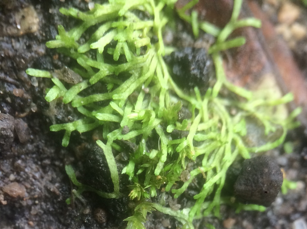 Riccia stenophylla