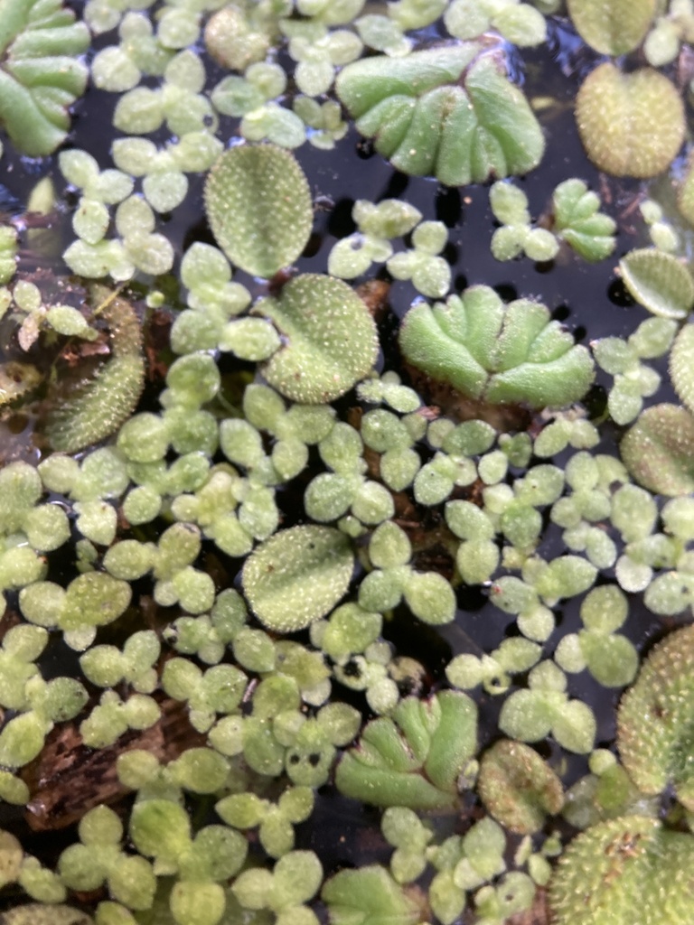 Ricciocarpos natans