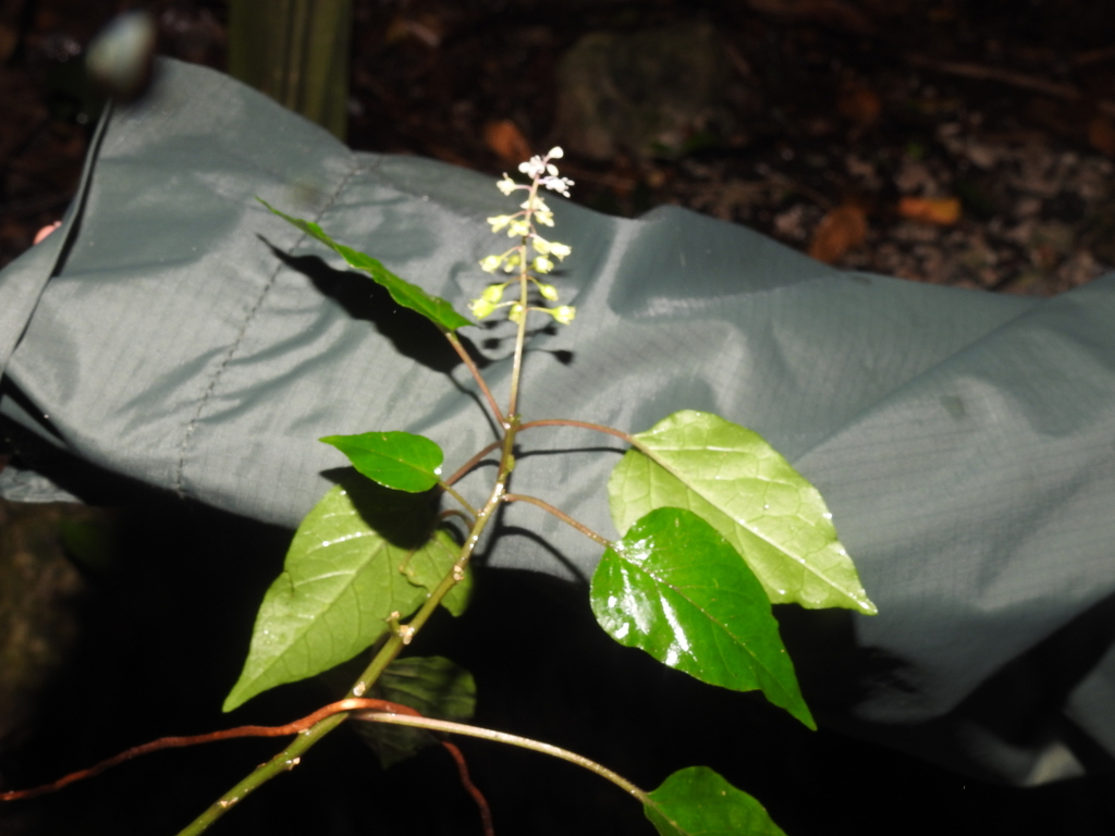 Rivina humilis