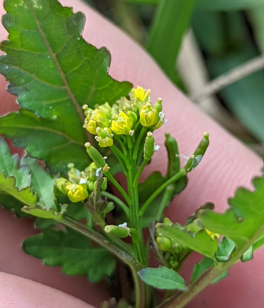 Rorippa palustris