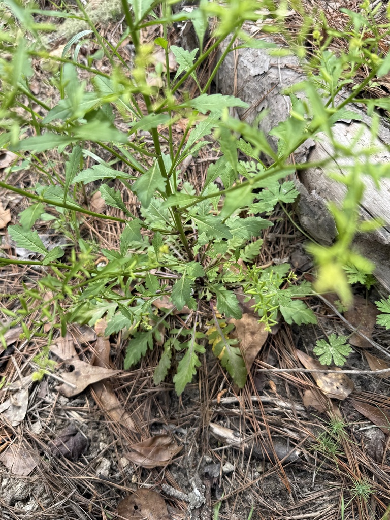 Rorippa sessiliflora