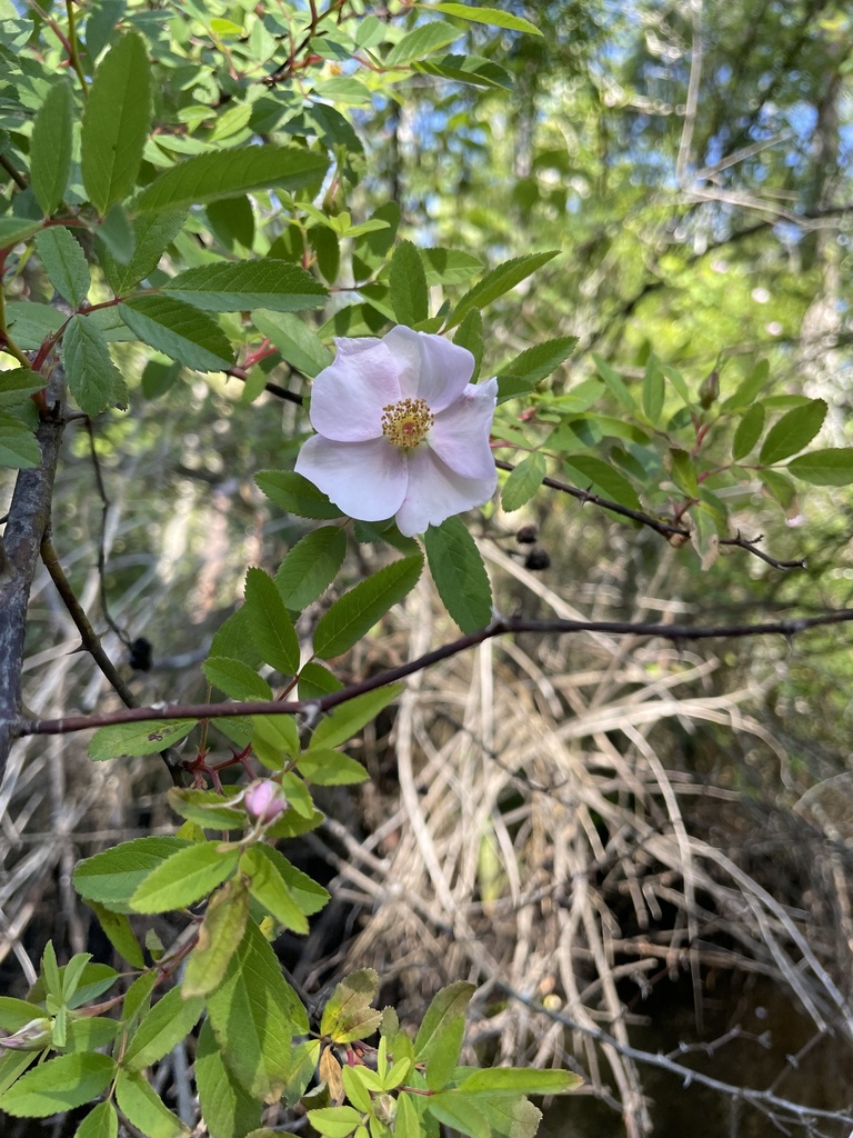 Rosa palustris