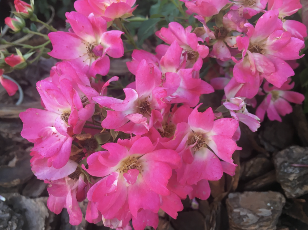 Rosa setigera