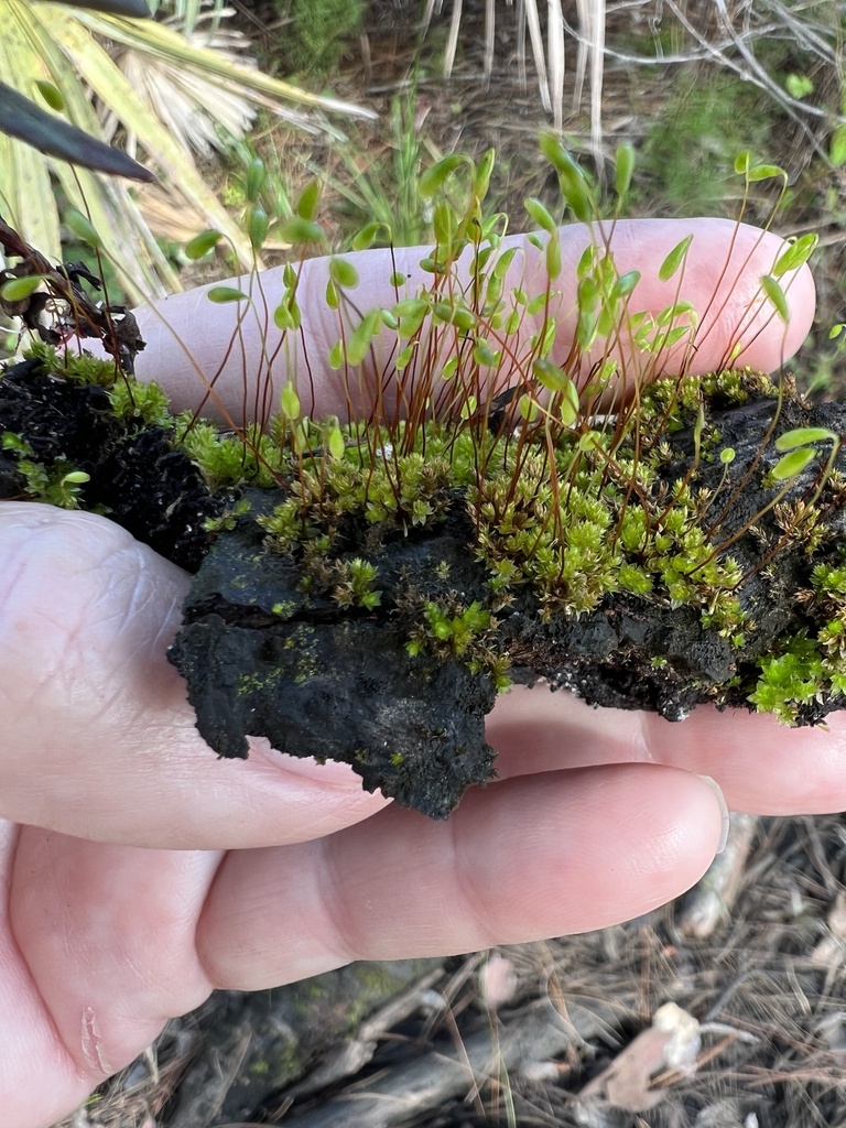 Rosulabryum capillare
