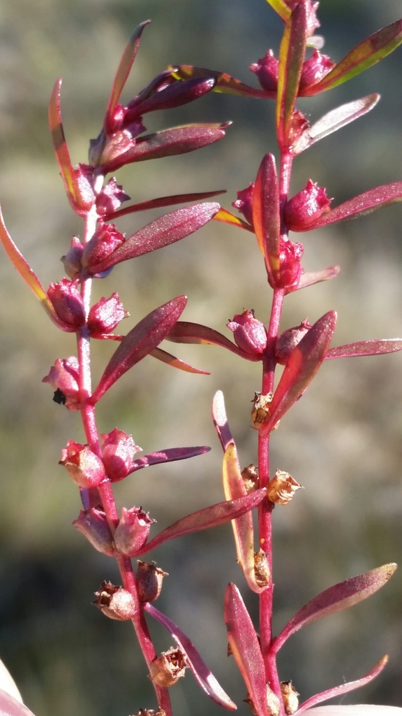Rotala ramosior