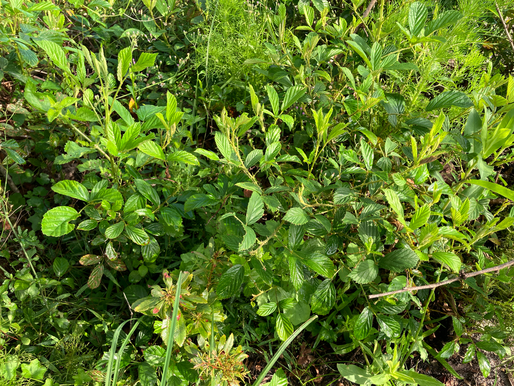 Rubus cuneifolius