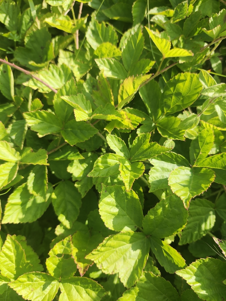 Rubus flagellaris