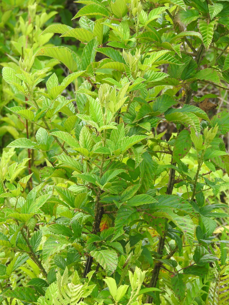 Rubus pensilvanicus