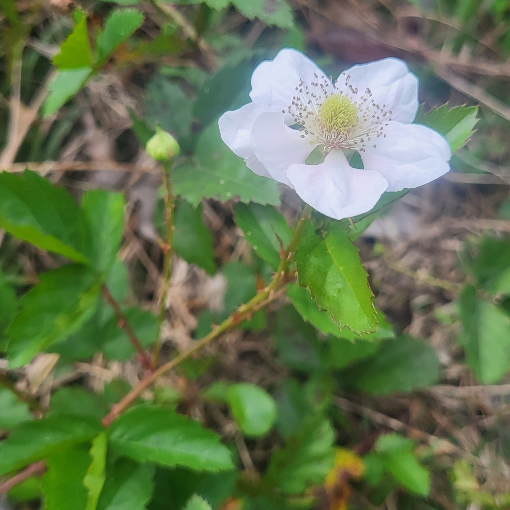 Rubus trivialis