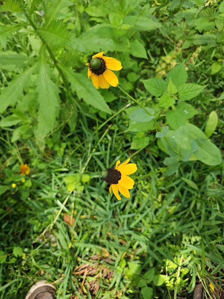 Rudbeckia amplexicaulis
