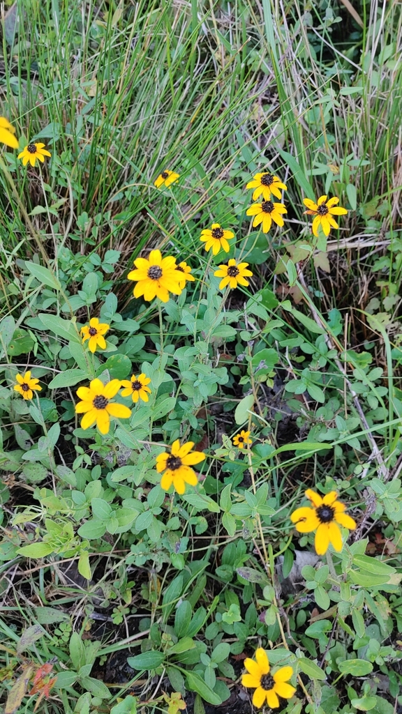 Rudbeckia fulgida