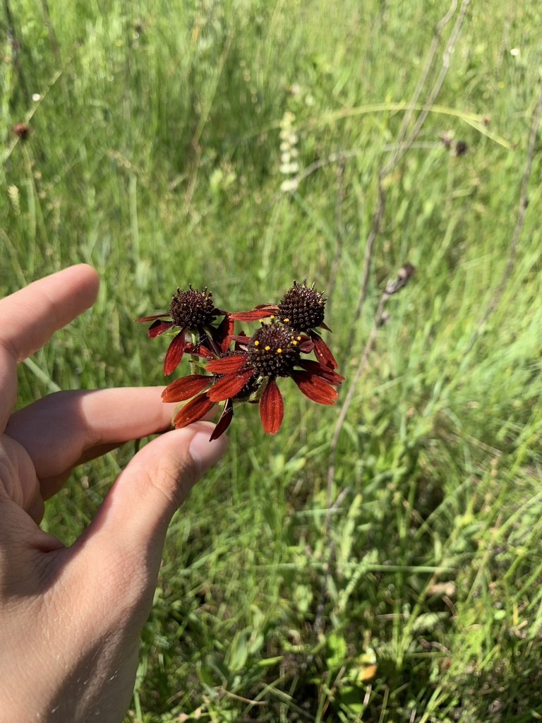 Rudbeckia graminifolia