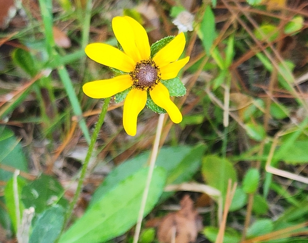 Rudbeckia hirta