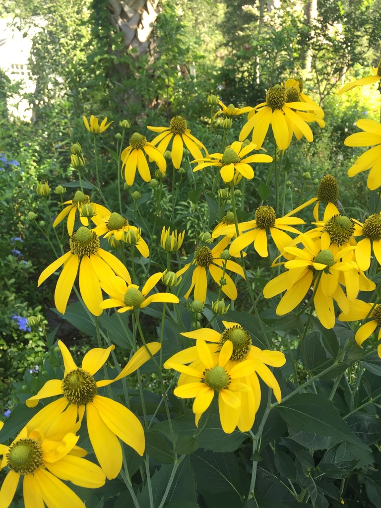 Rudbeckia laciniata