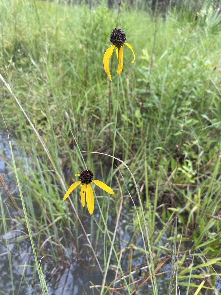 Rudbeckia mohrii