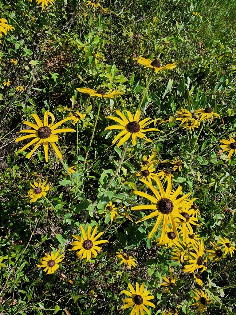 Rudbeckia mollis