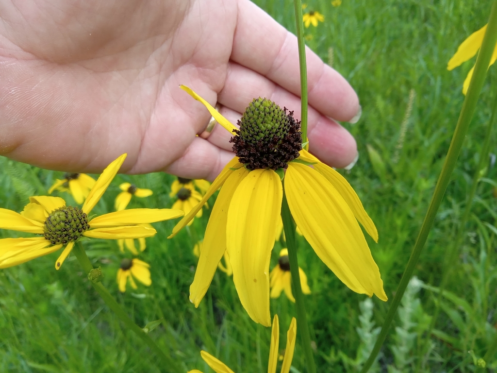 Rudbeckia nitida
