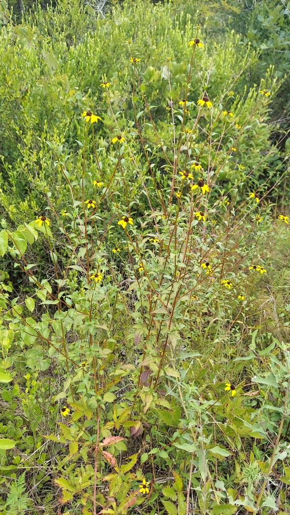 Rudbeckia triloba