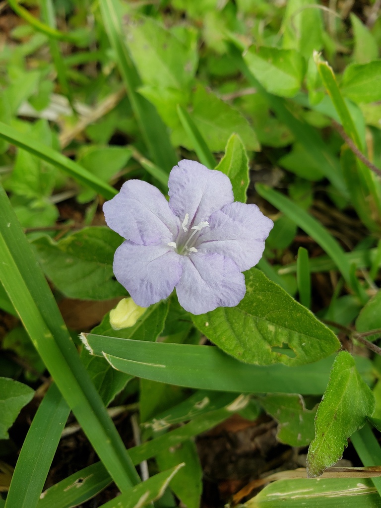 Ruellia caroliniensis