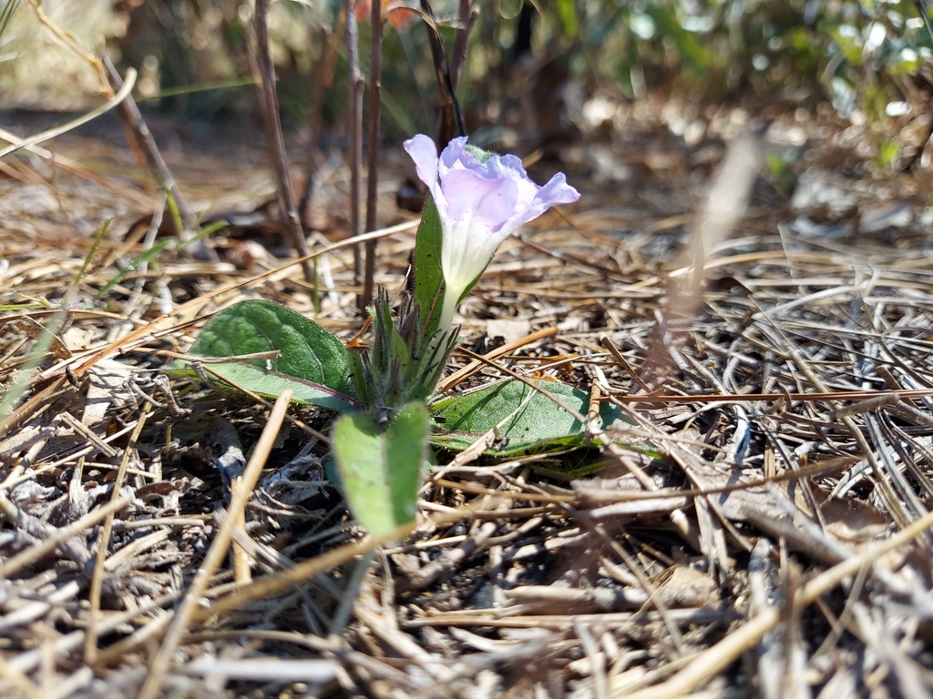 Ruellia ciliosa
