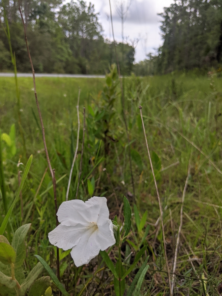 Ruellia noctiflora