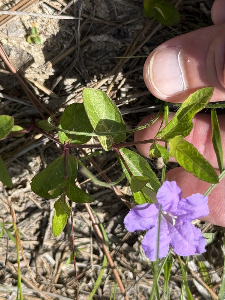 Ruellia pedunculata subsp. pinetorum