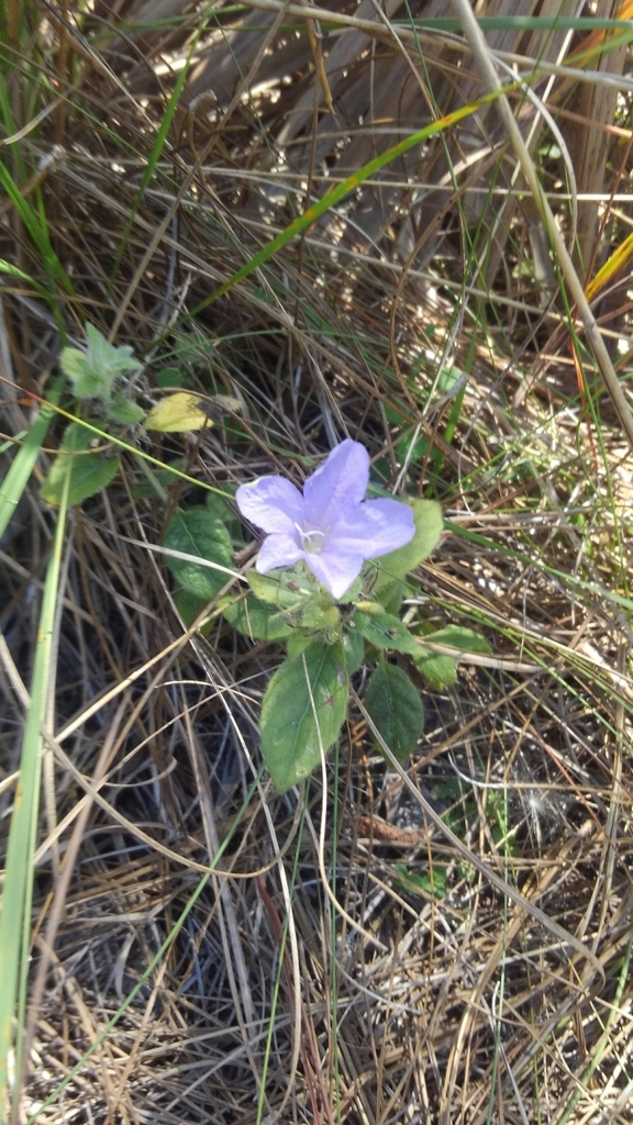 Ruellia succulenta