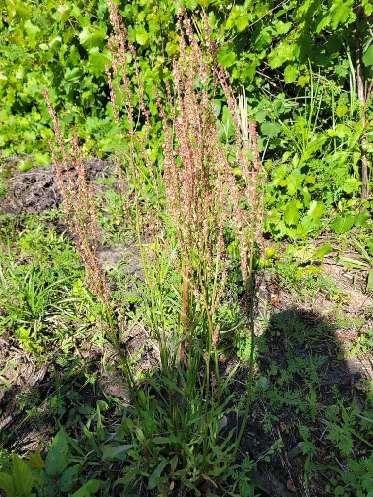 Rumex hastatulus