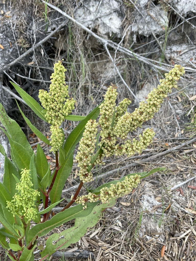 Rumex verticillatus