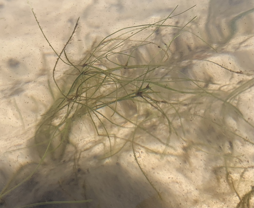 Ruppia maritima