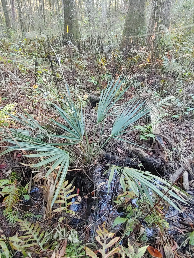 Sabal minor