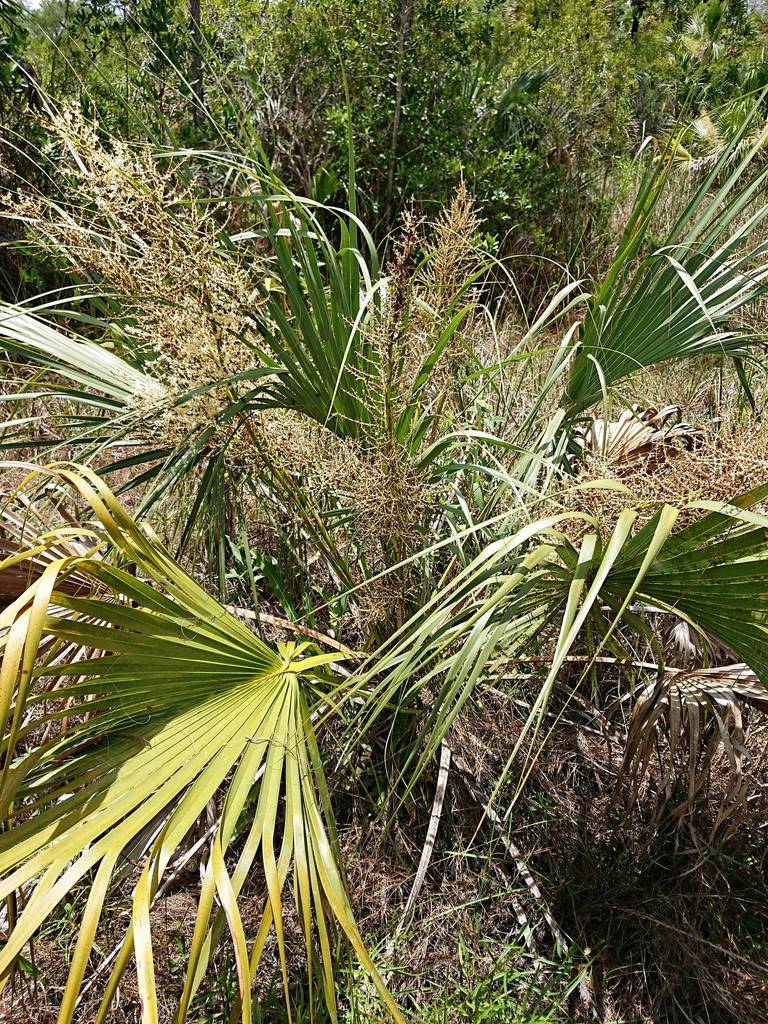 Sabal x miamiensis