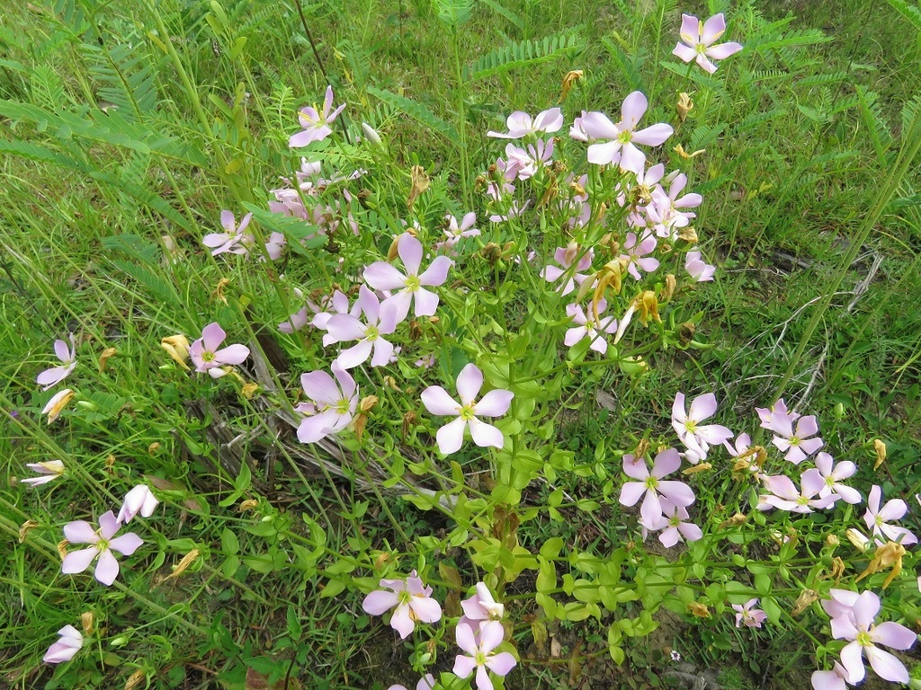 Sabatia angularis