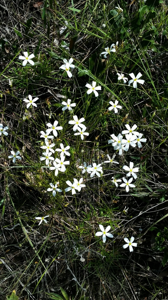Sabatia brevifolia