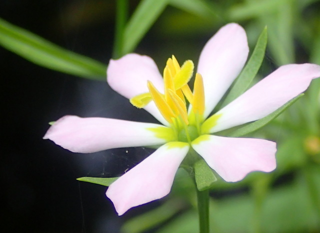Sabatia calycina