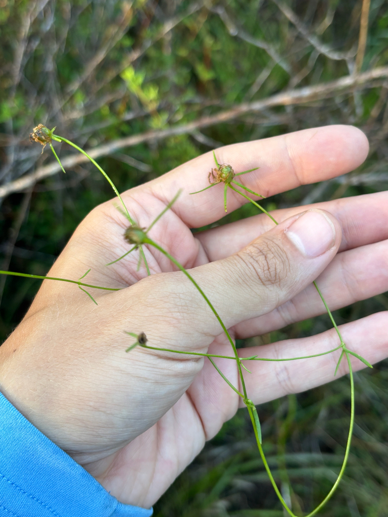 Sabatia campanulata