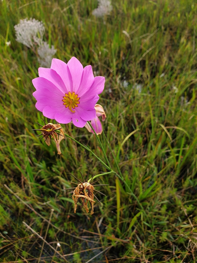 Sabatia decandra