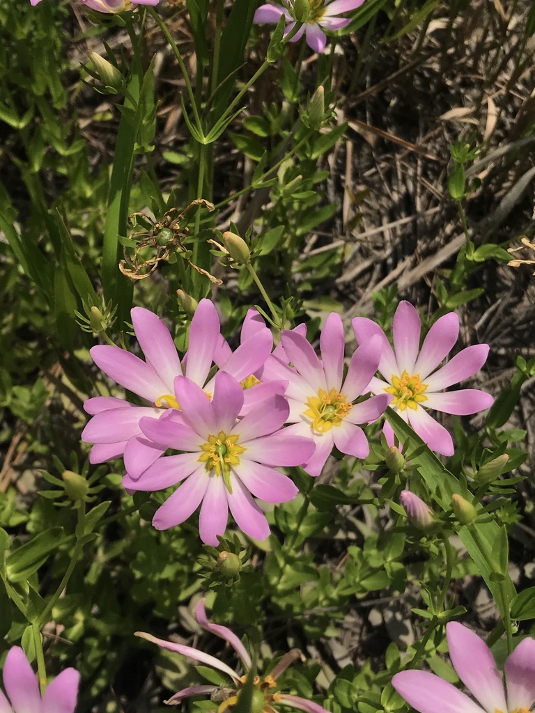 Sabatia dodecandra