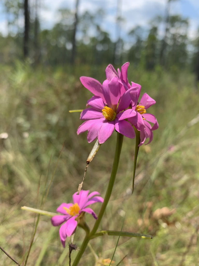 Sabatia gentianoides