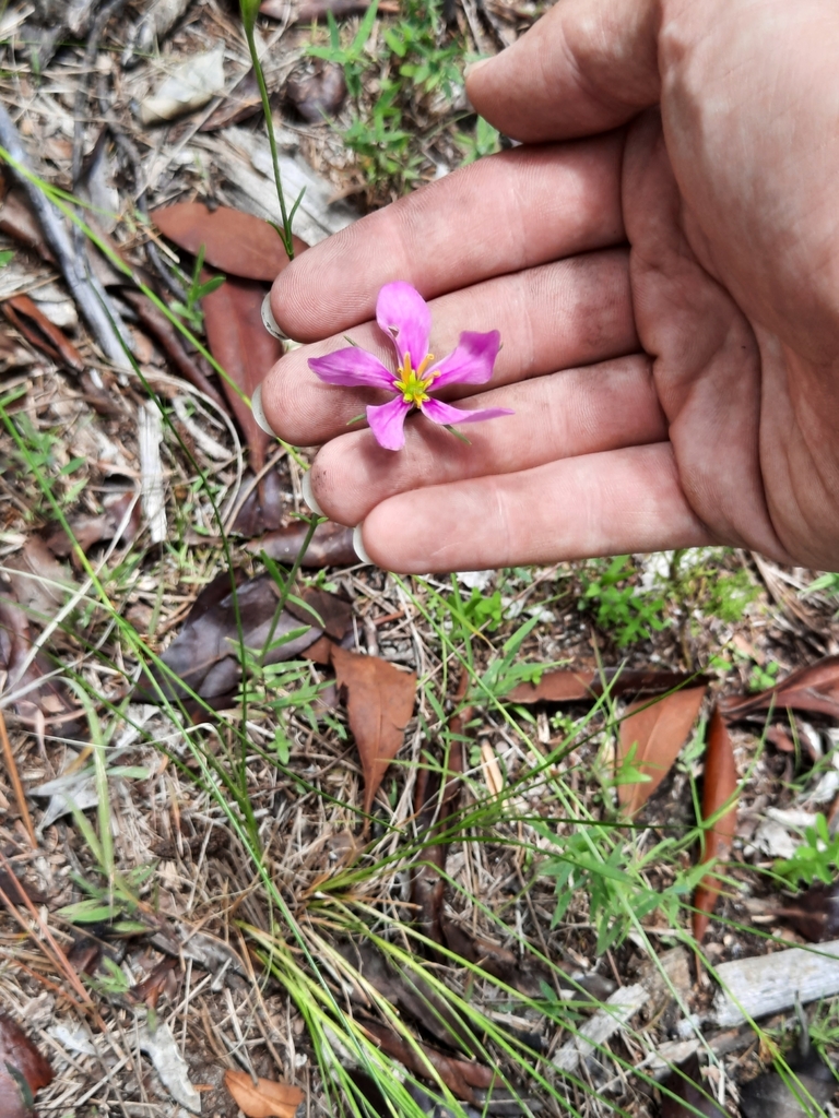 Sabatia grandiflora