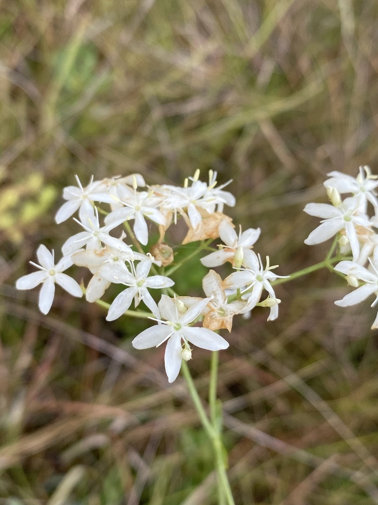 Sabatia macrophylla