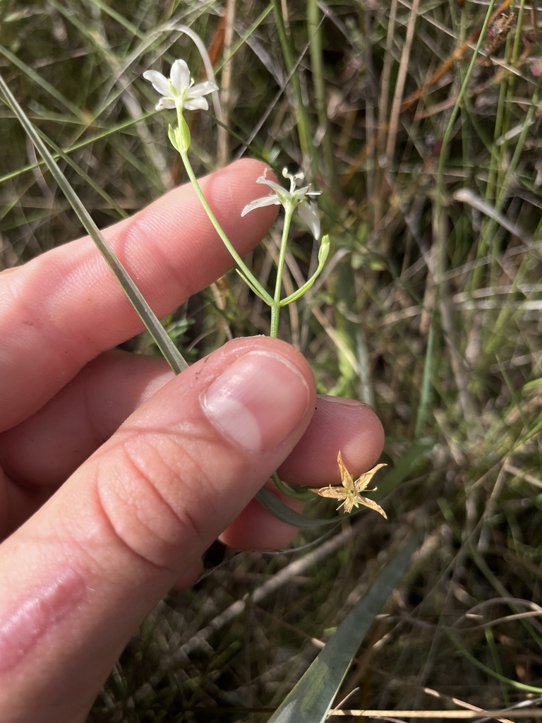 Sabatia quadrangula