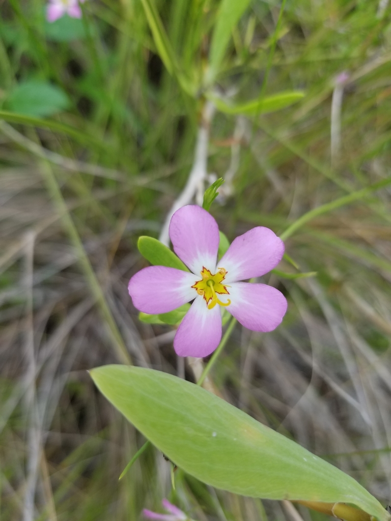 Sabatia stellaris