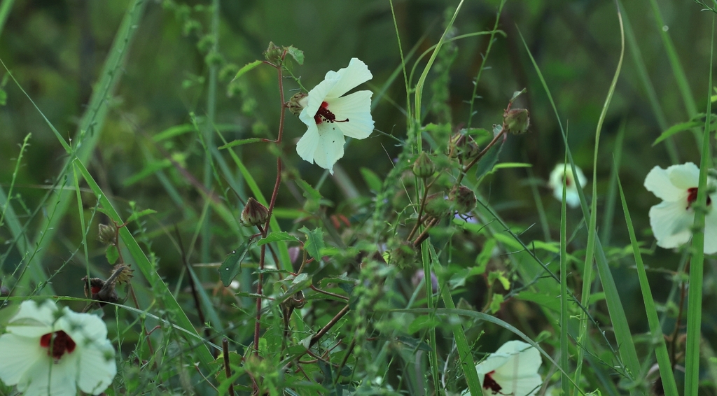 Sabdariffa aculeata