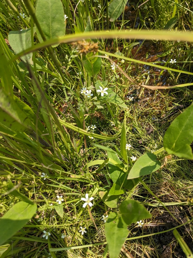 Sabulina paludicola