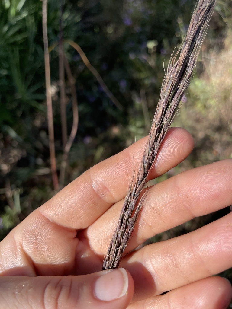 Saccharum baldwinii