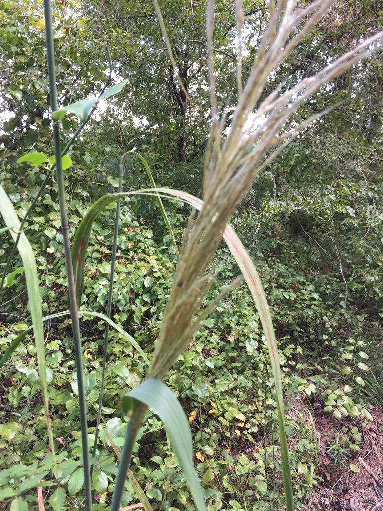 Saccharum brevibarbe var. contortum