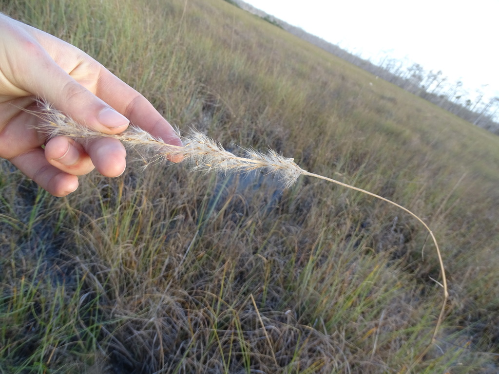 Saccharum giganteum