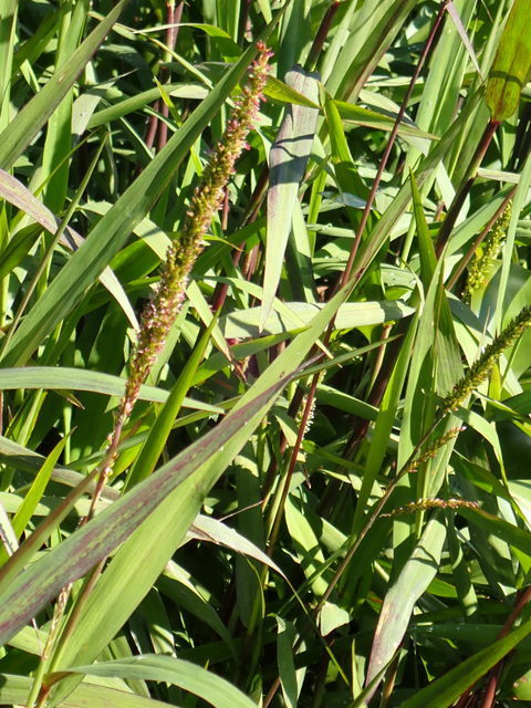 Sacciolepis striata